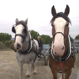Two workhorses, Ben and Gracie, ready for vineyard duties at Seresin Estate.