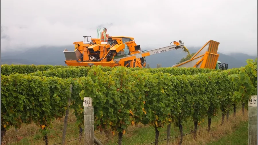 Grape harvesting machine at work in Marlborough vineyard rows