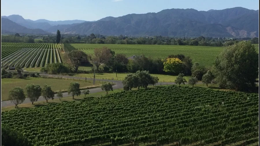 Rows of vines at Highfields Vineyard with mountains in the distance