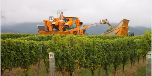 Grape harvesting machine at work in Marlborough vineyard rows