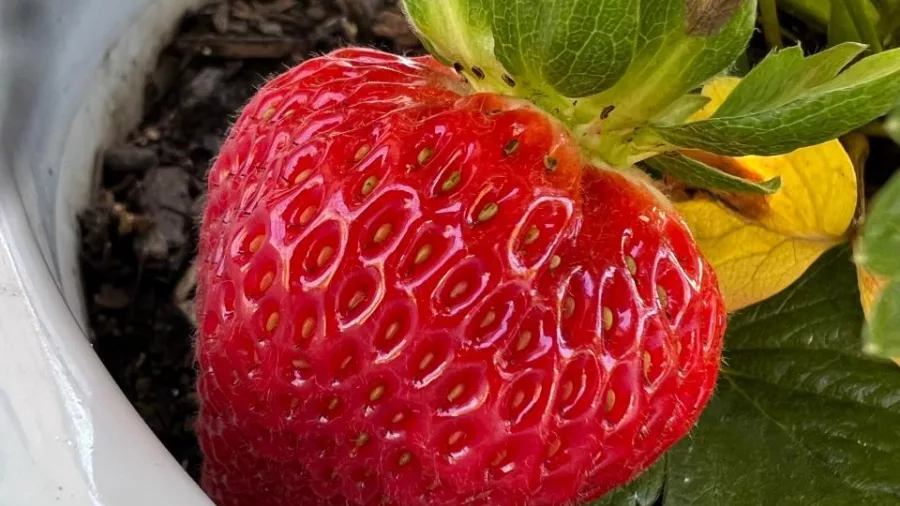 Close-up of a ripe red strawberry growing in Marlborough