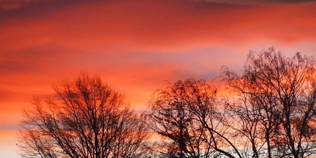 Dramatic orange and red sunset sky with silhouetted trees in Marlborough, New Zealand.
