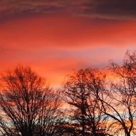 Dramatic orange and red sunset sky with silhouetted trees in Marlborough, New Zealand.