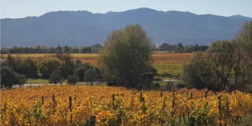 Golden autumn colours in the vineyards of Marlborough with mountain ranges in the distance.