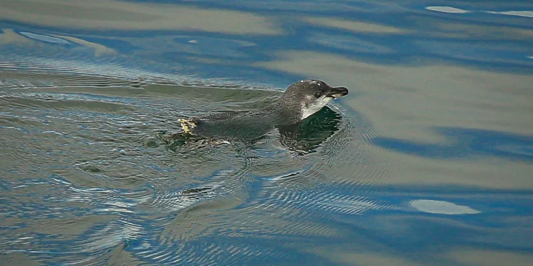 Little Blue Penguin swimming on the calm waters of the Marlborough Sounds