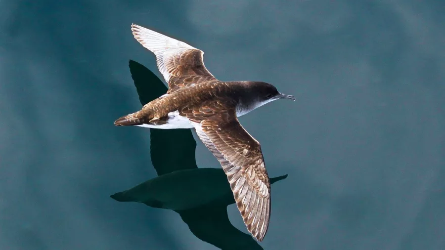 Fluttering shearwater gliding above the Marlborough Sounds with wing reflection