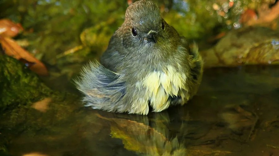 South Island Robin resting in a shaded stream on Motuara Island