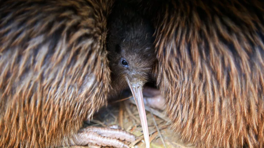 Brown Kiwi peeking between feathers in a New Zealand sanctuary