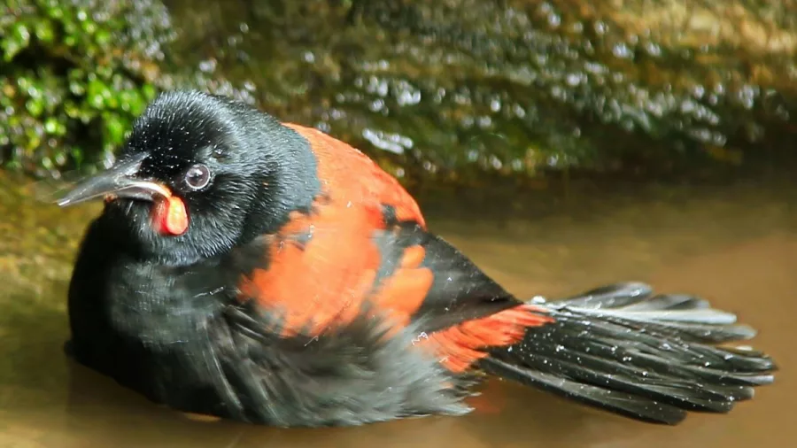 A New Zealand Saddleback (Tīeke) bathes in a forest puddle, its red wattles visible.