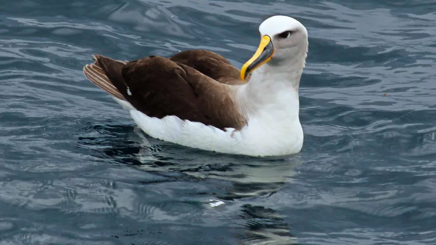 White-capped Albatross floats calmly on the sea, yellow-tipped beak in view.