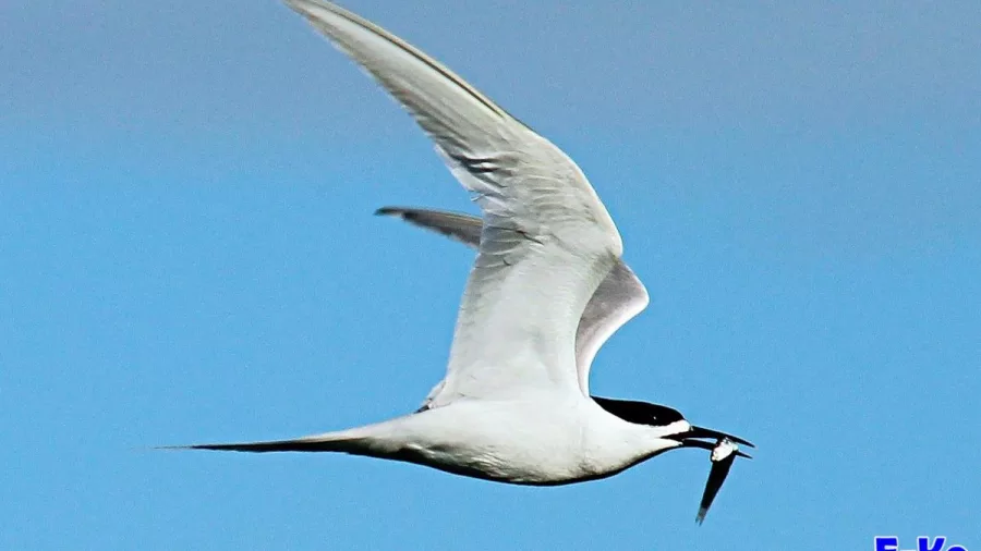 A White-fronted Tern flies across the sky with a small fish in its beak.