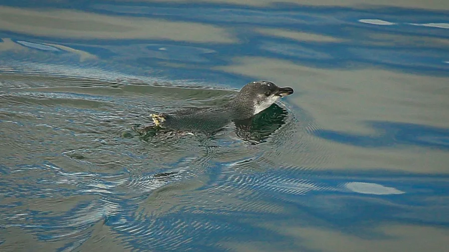 Little Blue Penguin swimming on the calm waters of the Marlborough Sounds