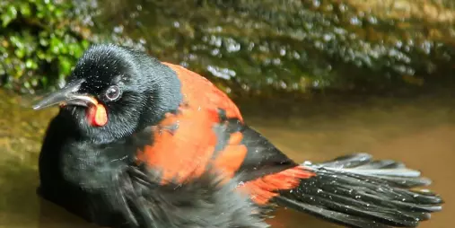 A New Zealand Saddleback (Tīeke) bathes in a forest puddle, its red wattles visible.