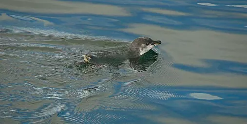 Little Blue Penguin swimming on the calm waters of the Marlborough Sounds
