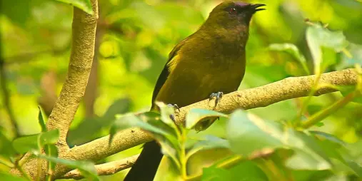 New Zealand bellbird perched on a forest branch, singing on Blumine Island