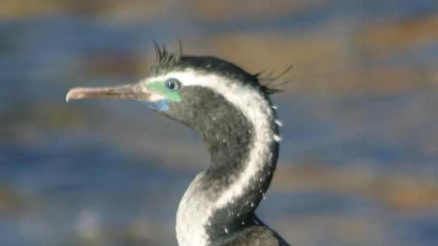King Shag perched near the water in the Marlborough Sounds.