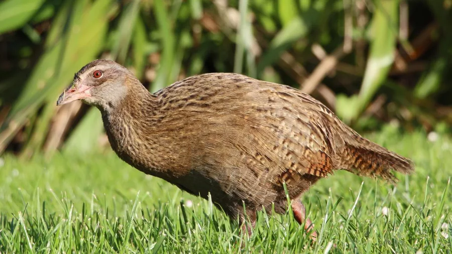 A native Weka bird walking through grass at Ship Cove.