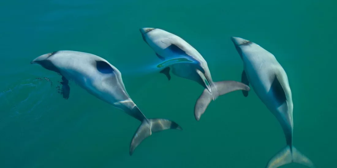 Three Hector’s dolphins swim in formation just beneath the water’s surface.