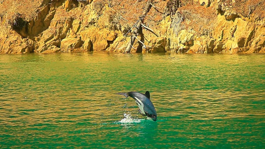 Dusky dolphin leaping from emerald green waters near the rocky Marlborough Sounds coastline.