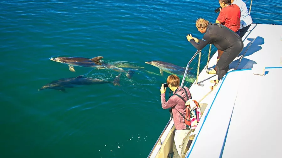 Group of Dusky dolphins swimming close to a boat of enthusiastic wildlife watchers in the Marlborough Sounds.