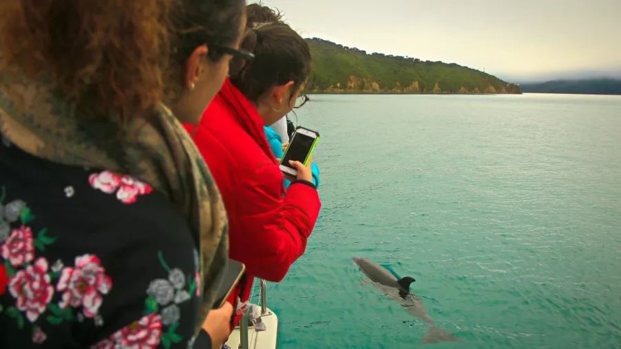 Passengers watching a dolphin just below the surface during an eco-friendly cruise in the Marlborough Sounds.