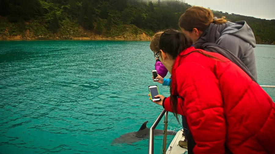 Tour group leaning over the boat’s edge to watch a dolphin in the turquoise waters of Marlborough Sounds.