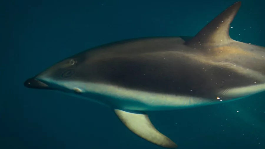 A stunning close-up of a Dusky dolphin swimming underwater in the clear Marlborough Sounds.