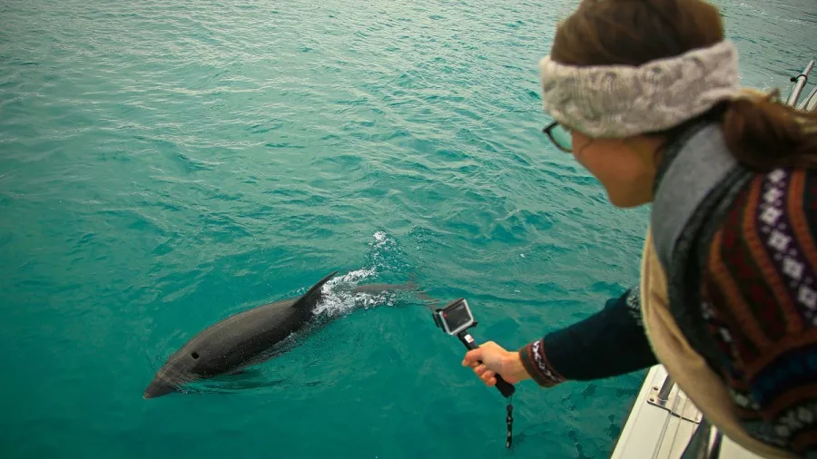 A smiling guest leans from the boat holding a GoPro as a dolphin surfaces beside them in the Marlborough Sounds.