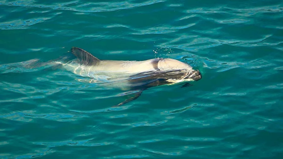 A Dusky dolphin surfaces for air in the turquoise waters near Picton, New Zealand.