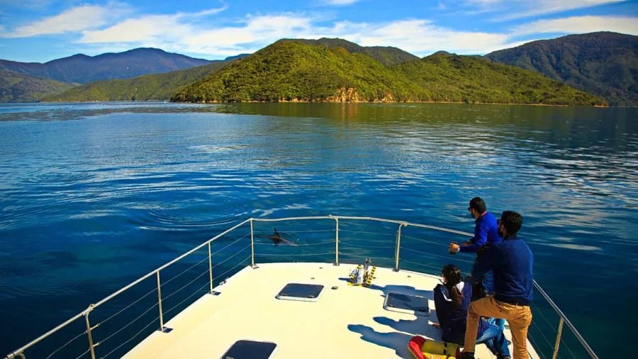 A group of guests watches a dolphin from the front of the boat with scenic views of the Marlborough Sounds.