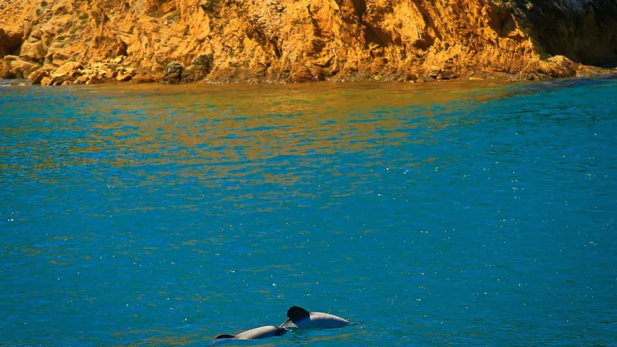 A pair of Dusky dolphins swim side-by-side near the shoreline in the Marlborough Sounds.