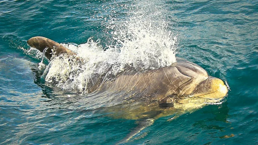 A Bottlenose dolphin breaks the surface with a splash in the Marlborough Sounds.