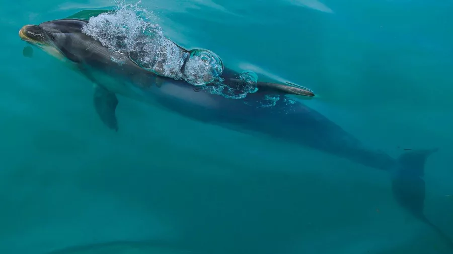 A Dusky dolphin releases a burst of bubbles while swimming in the Marlborough Sounds.