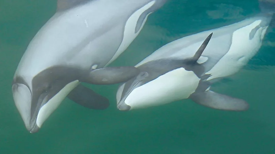 A Hector’s dolphin mother swims closely with her calf in the calm, clear waters of Marlborough Sounds.