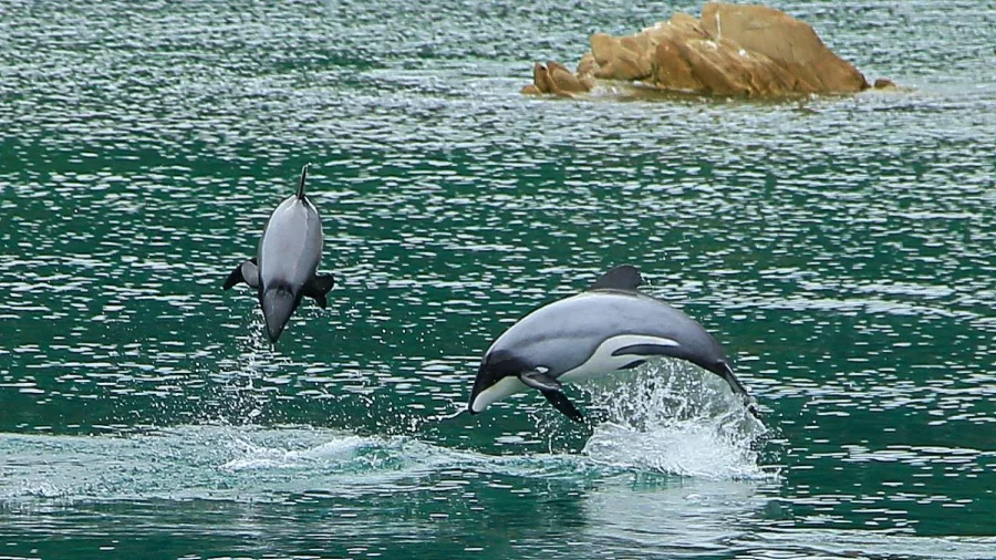 Two Hector’s dolphins leap side by side in the green waters of the Marlborough Sounds.
