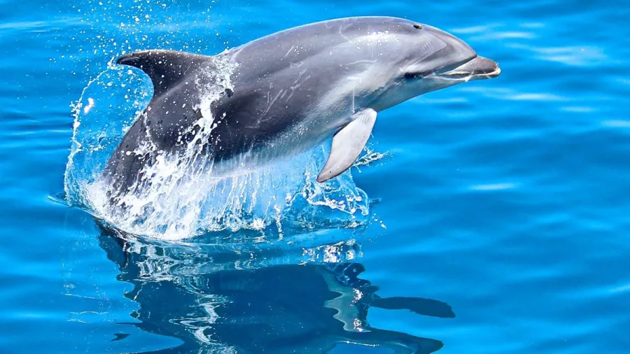 A Bottlenose dolphin leaps out of the water with a splash during a dolphin cruise in Marlborough Sounds.