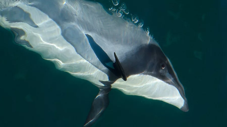 A Hector’s dolphin breaks the surface, its sleek body reflecting sunlight in the Marlborough Sounds.