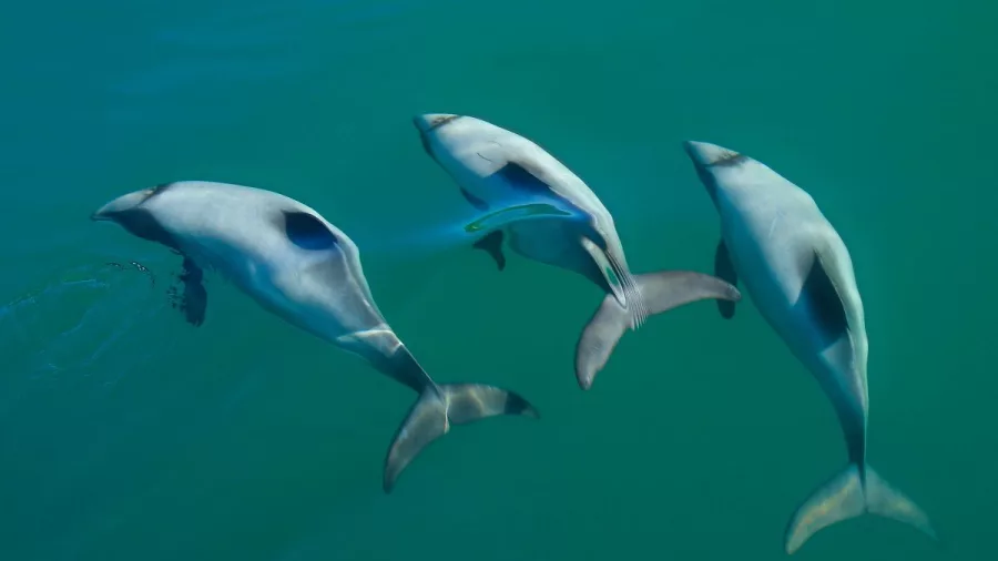 Three Hector’s dolphins swim in formation just beneath the water’s surface.