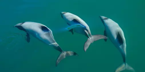 Three Hector’s dolphins swim in formation just beneath the water’s surface.