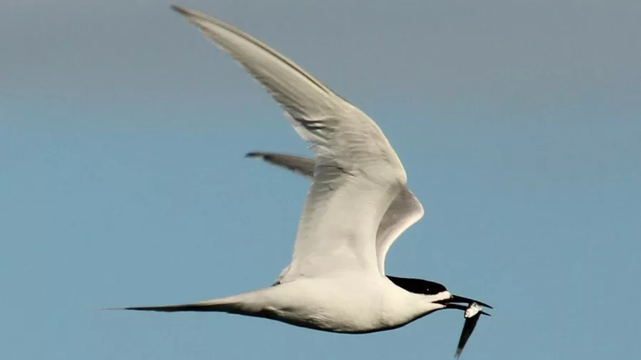 White-fronted tern flying with a fish in its beak over the ocean near Motuara Island.