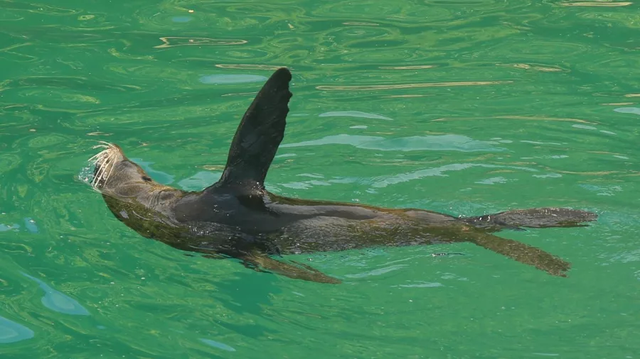 A New Zealand fur seal floats peacefully on its back in clear green waters.