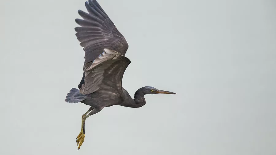 A reef heron in mid-flight above the coastal edge of Motuara Island.