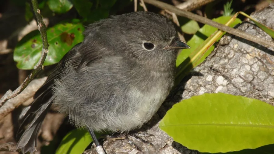 Fluffy South Island robin resting on the forest floor among native greenery.