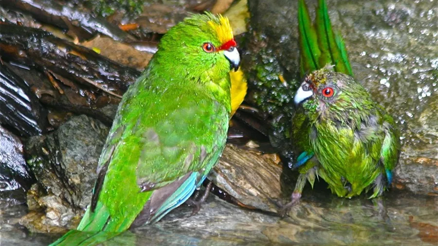 Two yellow-crowned parakeets splashing and drinking in a forest stream.