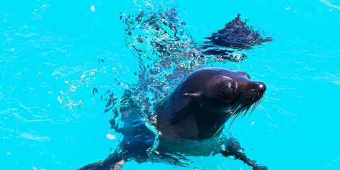 Young fur seal pup swimming in bright turquoise Marlborough Sounds water.