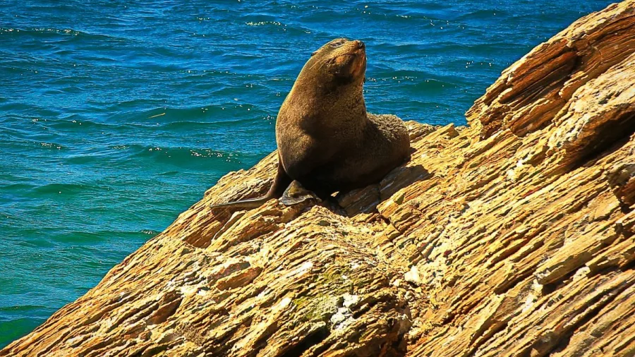 New Zealand fur seal perched on a sunlit rock in the Marlborough Sounds.