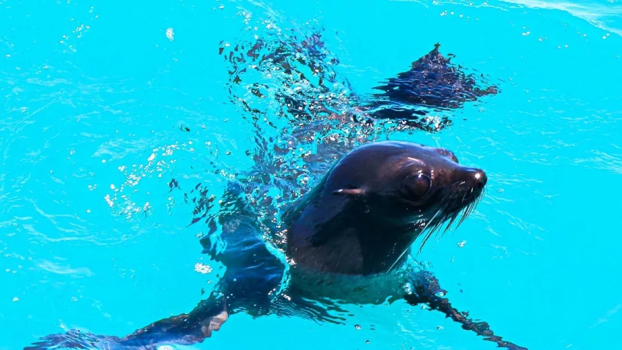 Young fur seal pup swimming in bright turquoise Marlborough Sounds water.