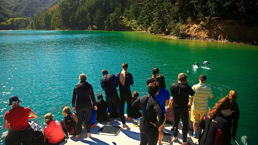 Group of snorkellers and viewers watching dolphins from a boat in the Marlborough Sounds.