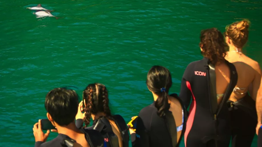 Group watching a single dolphin in emerald waters during a Marlborough tour.