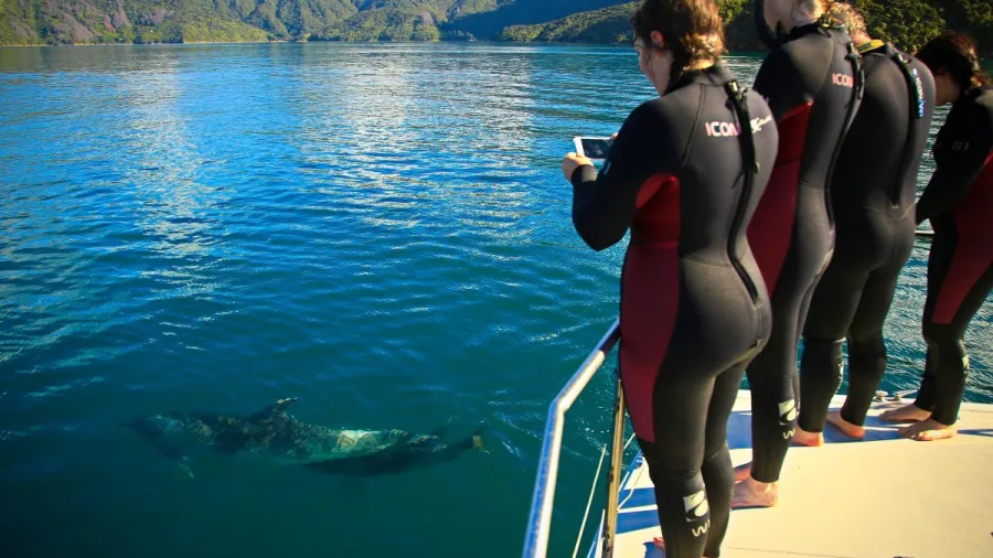 Tour group spotting a dolphin swimming just beneath the surface in the Marlborough Sounds.